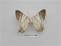 藏品(尺蛾326)的圖片